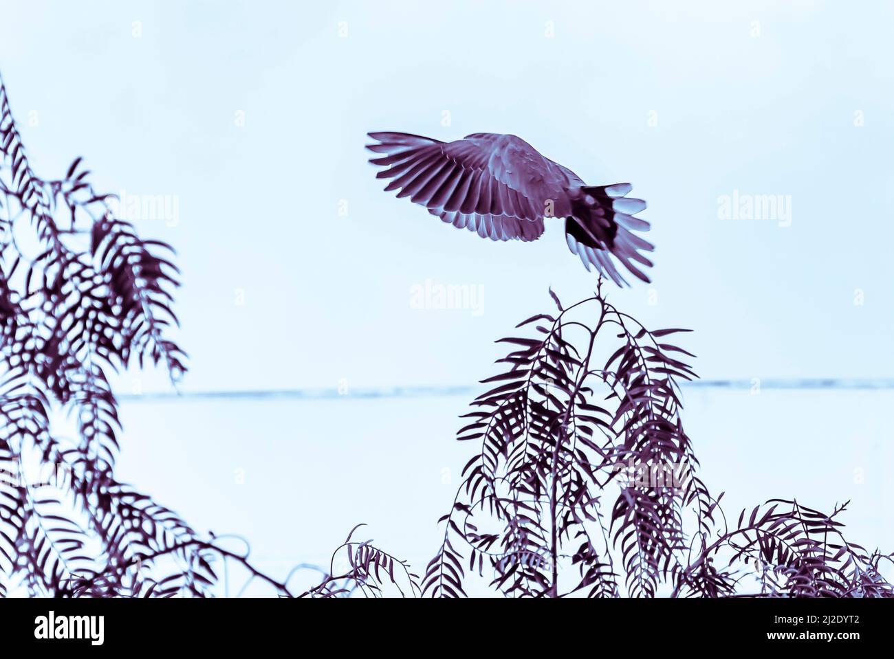 Pigeon Shy volare. Foto monocromatica a contrasto di altezza di un piccione che vola sopra gli alberi con le ali che ricoprono la testa. Cielo di sfondo sfocato sovraesposto. Foto Stock