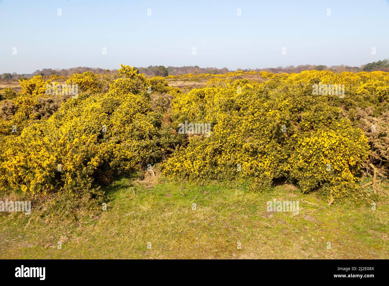 Fiore giallo, Gorse comune, Furze (Ulex europaeus), Dunwich Heath, Suffolk, Inghilterra, Regno Unito Foto Stock