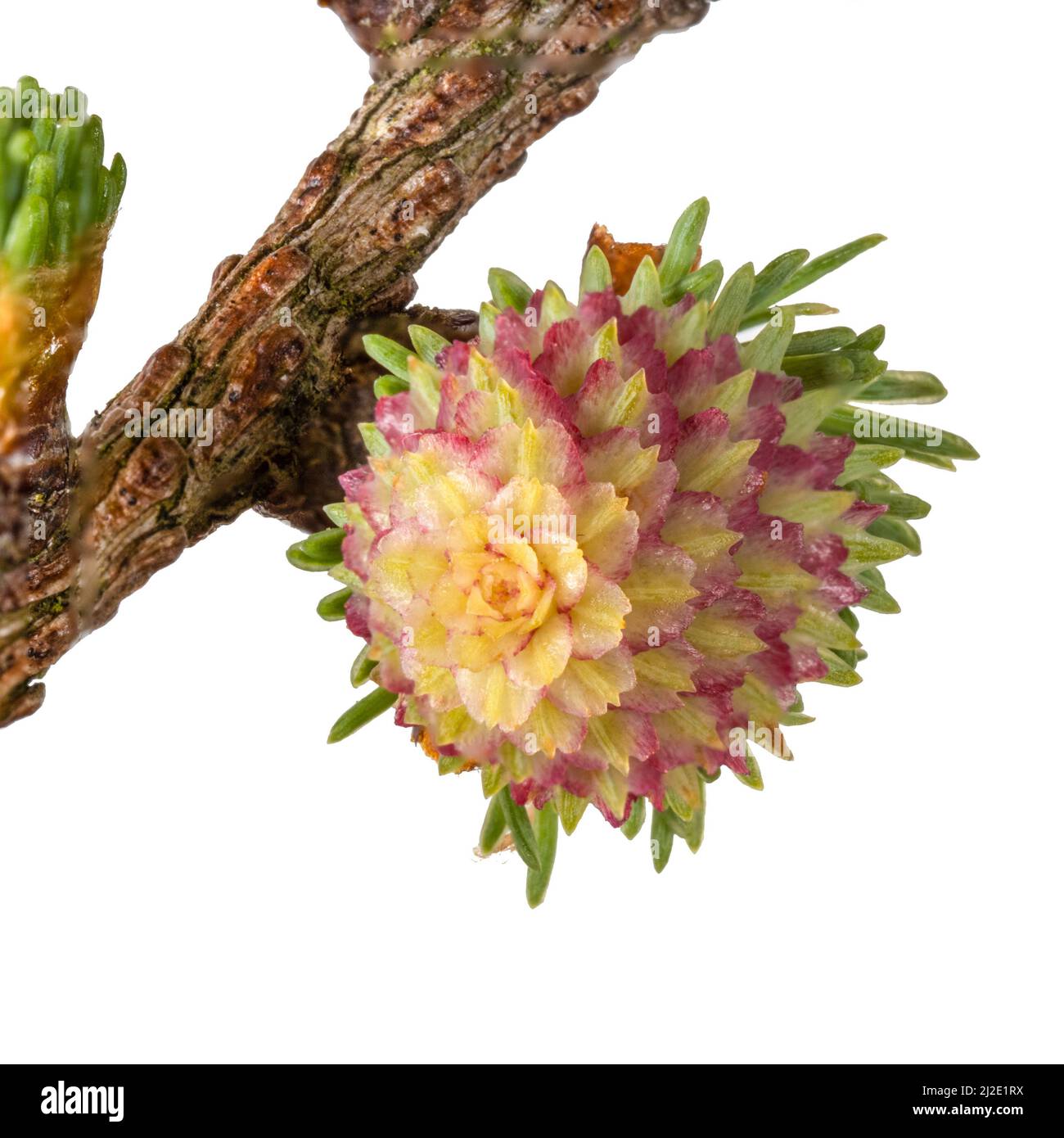Un cono del pino del bambino - fiore femminile dell'albero del larice. Foto Stock