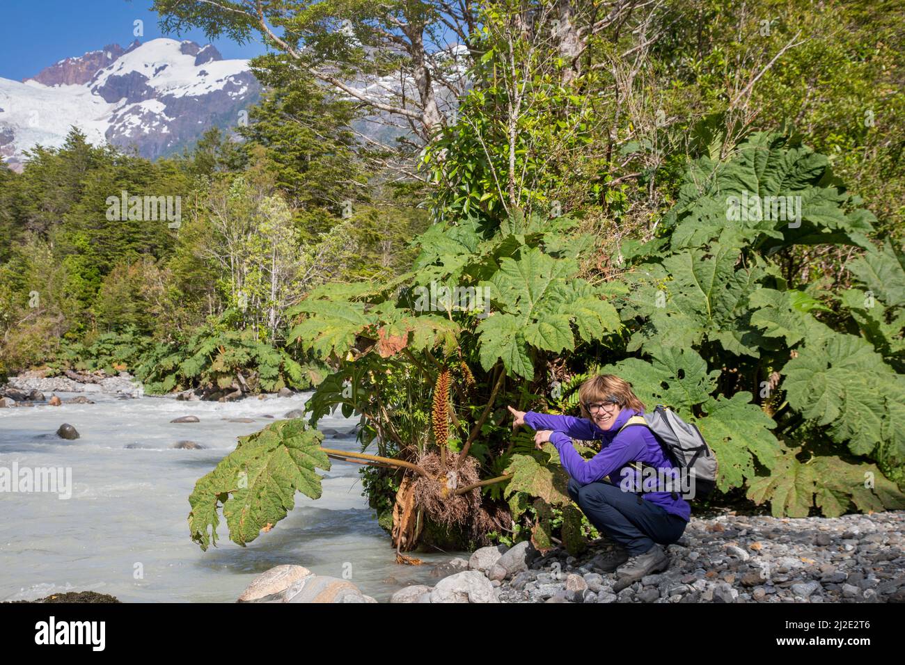Cile, 27-01-2020, Nalca piante con enormi foglie lungo un fiume nel parco nazionale di Corcovado in Patagonia lungo la Carretera Austral. Foto Stock