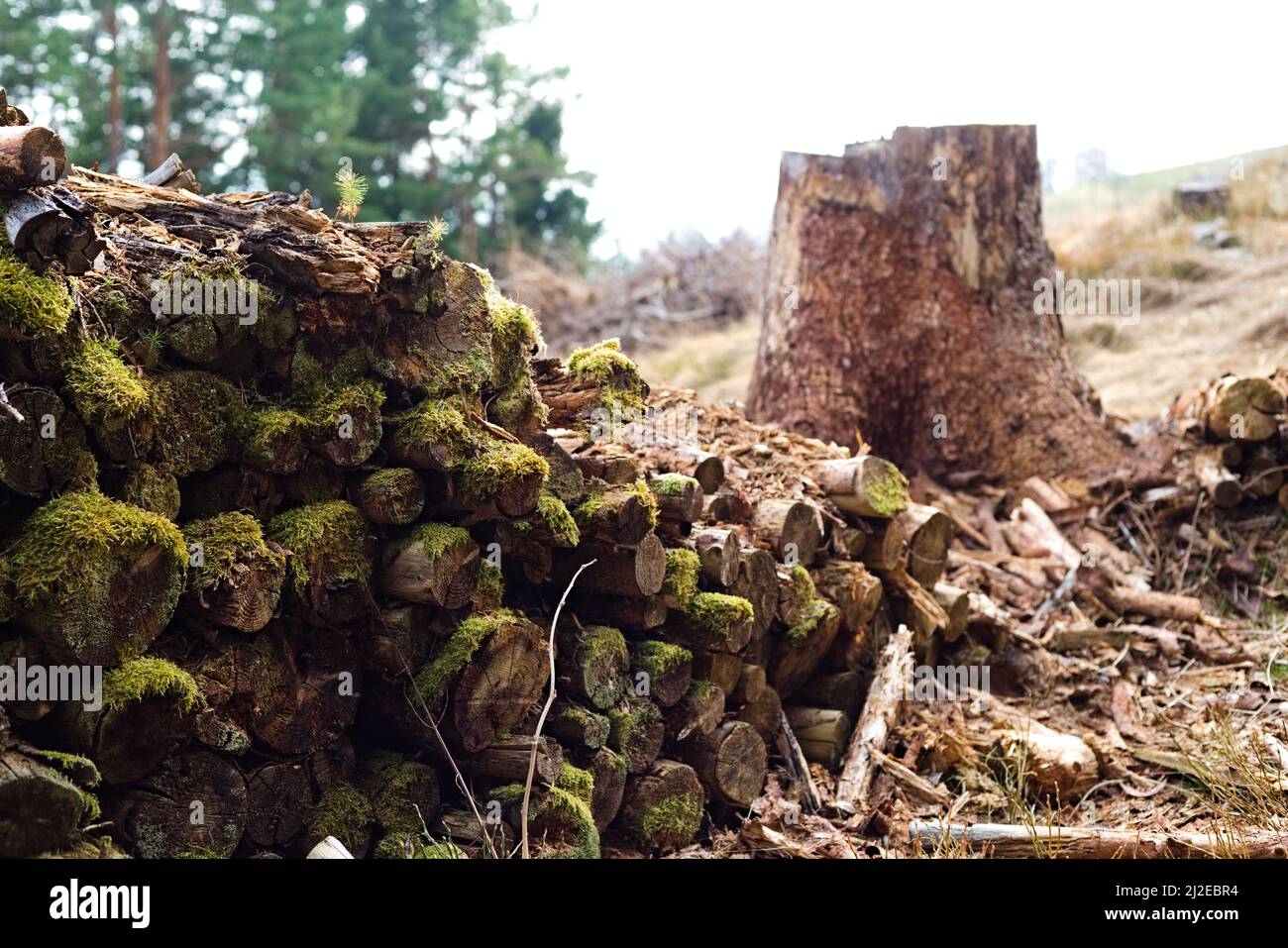 Tronchi di abete rosso marciume coperti di muschio trovati in una foresta di montagna vicino ad un albero tagliato. Foto Stock