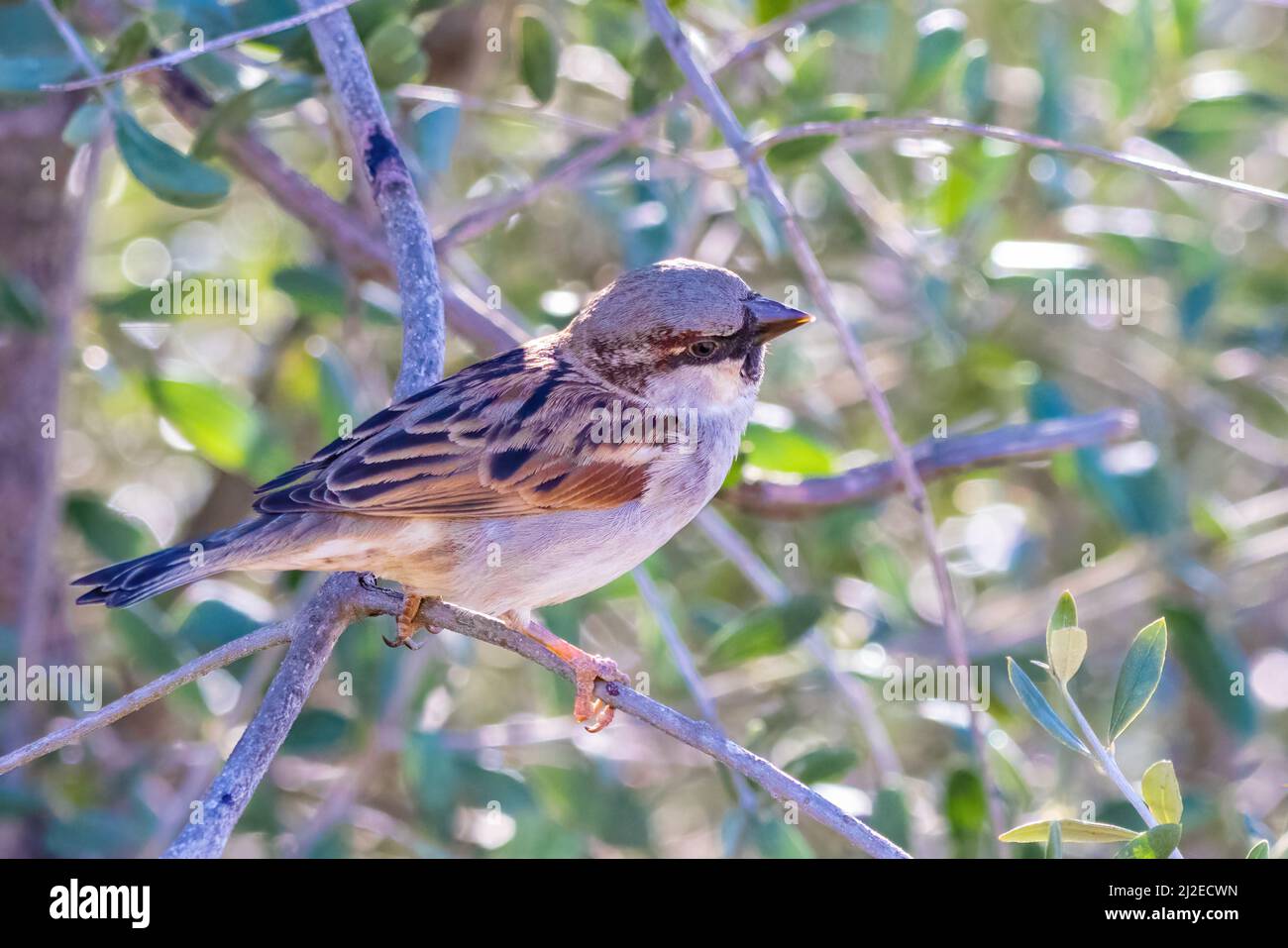 Sparrow o gorrion (passer domesticus) arroccato sul brach di un olivo Foto Stock