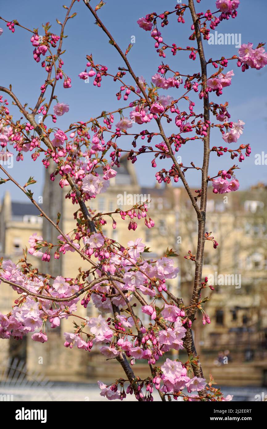 Primavera a Bath Foto Stock