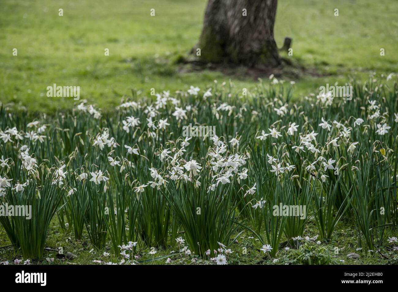 White Daffodils narcisi crescere in Trenance Gardens a Newquay in Cornovaglia nel Regno Unito. Foto Stock