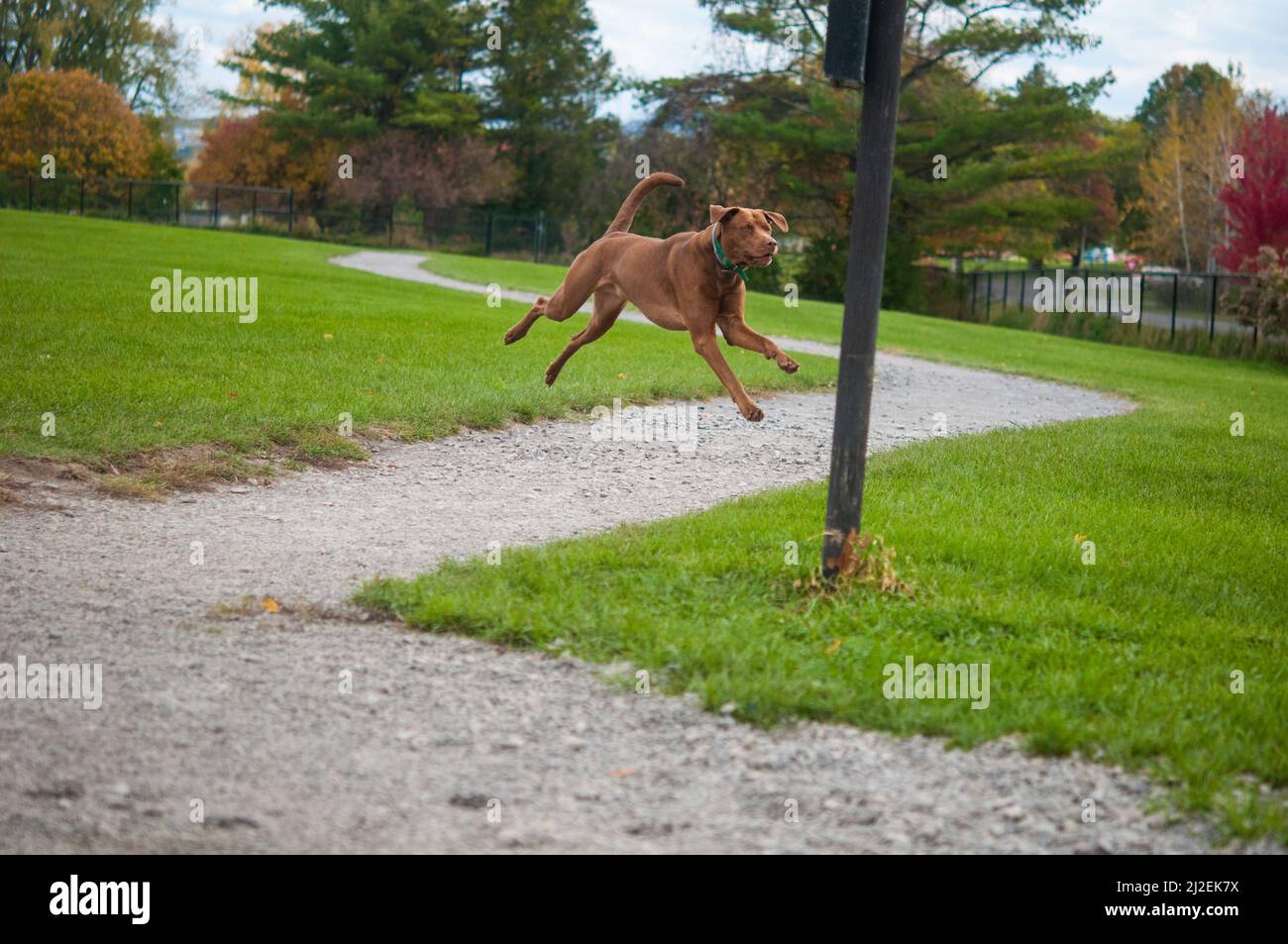 Cani che salgono in aria al parco per cani Foto Stock