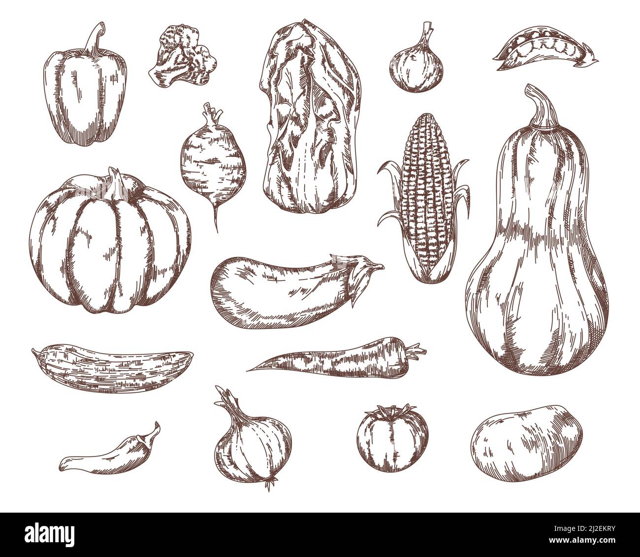 Verdure da giardino ingredienti insalata set di schizzi. Broccoli, carota, patata, pomodoro, cipolla, melanzane, illustrazione del vettore di mais. Elementi disegnati a mano colle Illustrazione Vettoriale