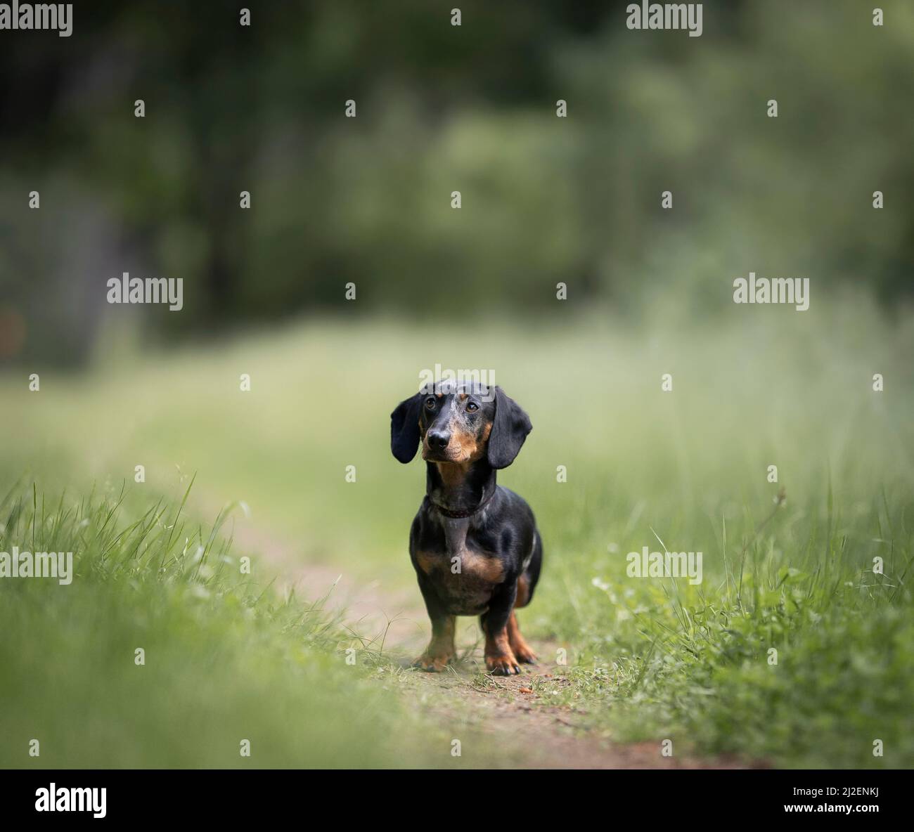 Ritratto del cane in legno Foto Stock