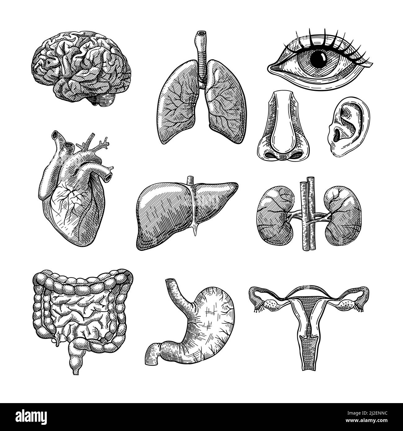 Set di illustrazioni incise sugli organi del corpo umano. Schizzo disegnato a mano di organi interni, cervello, polmoni, naso, orecchio, cuore, fegato, reni, stomaco e bladd Illustrazione Vettoriale
