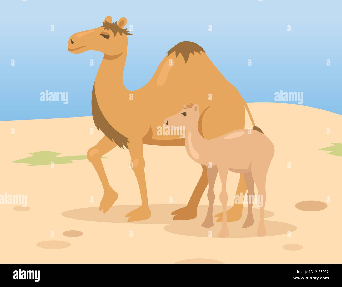 Una madre di cammello gobba con un bambino freddo che cammina nel deserto. Personaggi della famiglia di animali dromedari selvatici in natura. Illustrazione vettoriale piatta. Egitto la Illustrazione Vettoriale