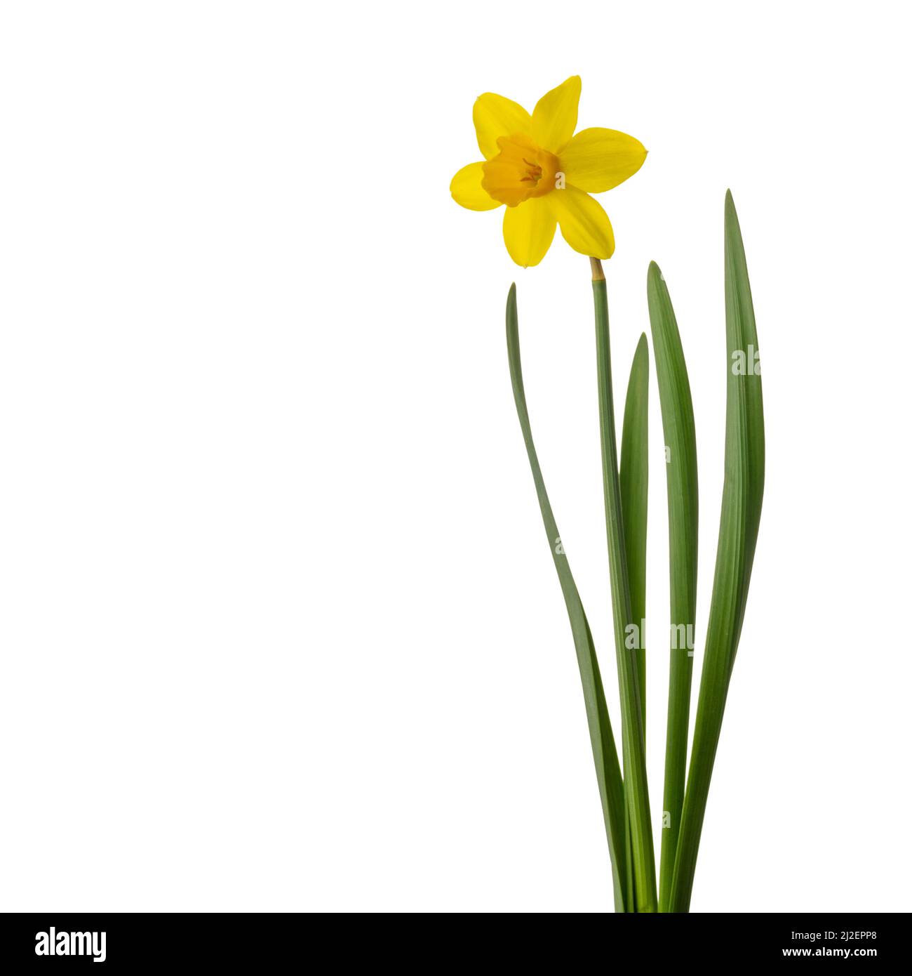 Giallo narciso fiore con foglie verdi isolate su sfondo bianco, copia spazio ritaglio percorso Foto Stock