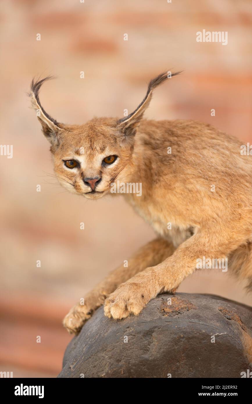 Italia, Lombardia, Crema, Festa dell' albero manifestazione, esposizione Taxidermy Stuffed Caracal Lynx confisca merci, traffico illegale Foto Stock
