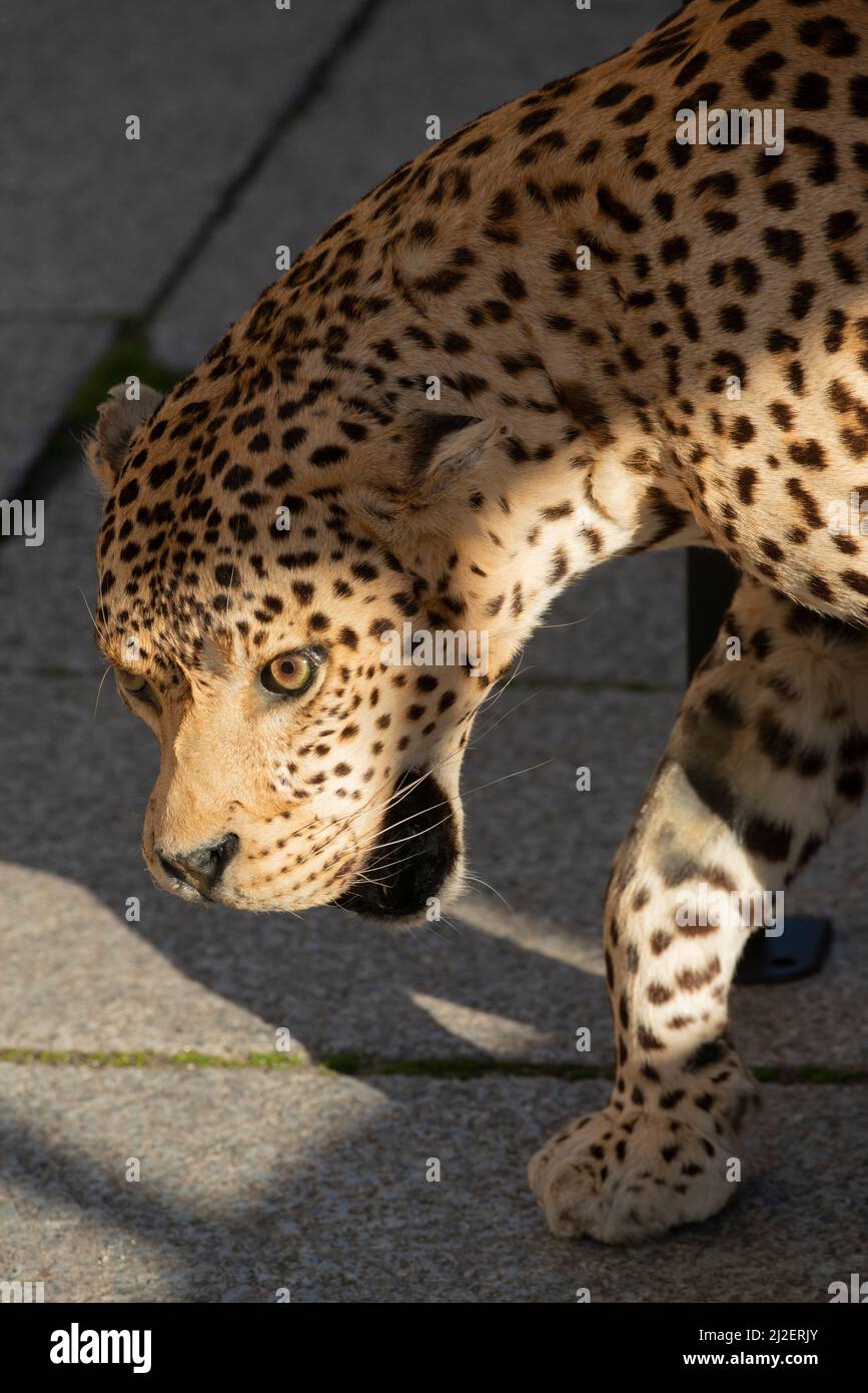 Italia, Lombardia, Crema, Festa dell' albero manifestazione, esposizione Taxidermy Stuffed Leopard Panthera Pardus confisca merci, traffico illegale Foto Stock
