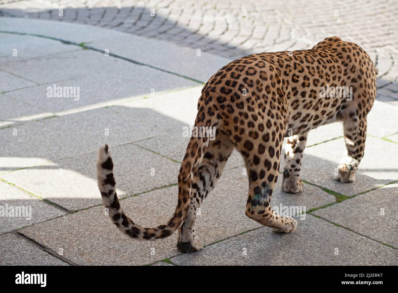 Italia, Lombardia, Crema, Festa dell' albero manifestazione, esposizione Taxidermy Stuffed Leopard Panthera Pardus confisca merci, traffico illegale Foto Stock