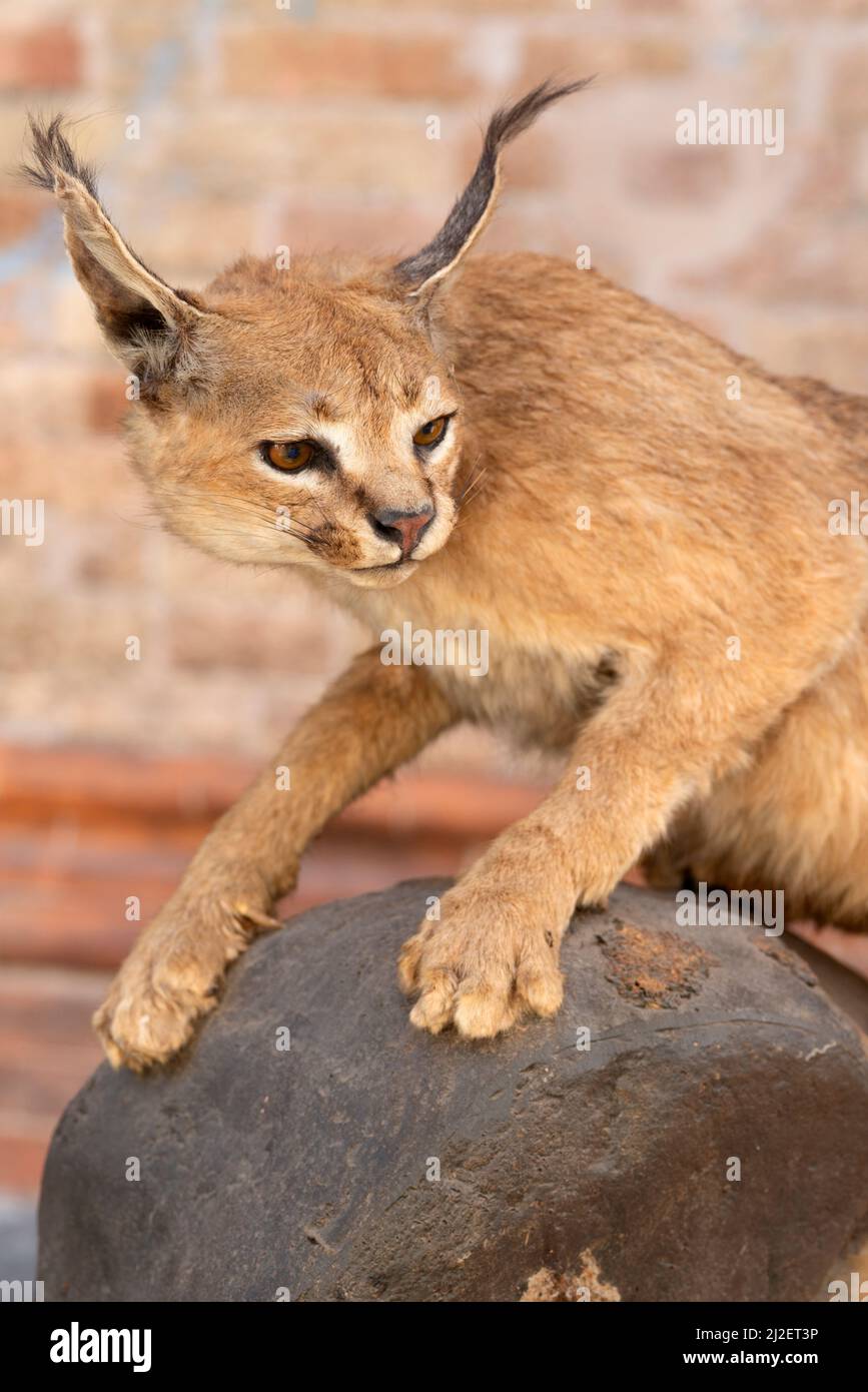 Italia, Lombardia, Crema, Festa dell' albero manifestazione, esposizione Taxidermy Stuffed Caracal Lynx confisca merci, traffico illegale Foto Stock