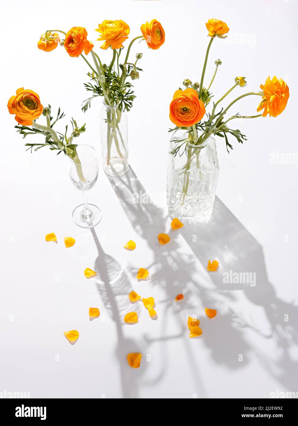 Una vista dall'alto dei fiori arancioni di Ranunculus in vaso con ombre su sfondo bianco Foto Stock
