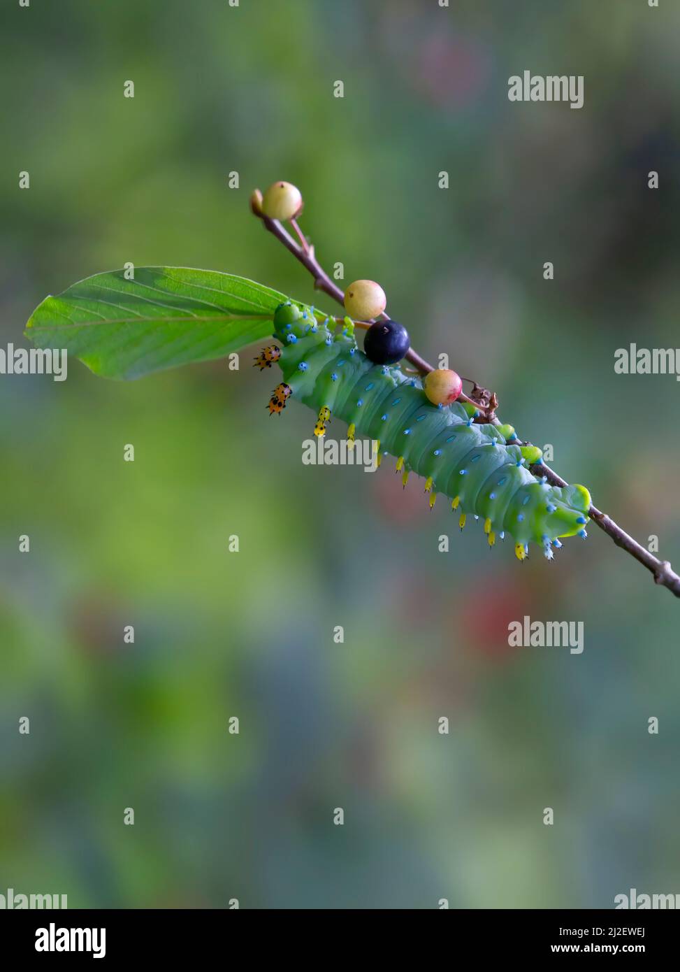 Hyalophora cecropia caterpillar su un ramo profondo nella foresta in Canada Foto Stock