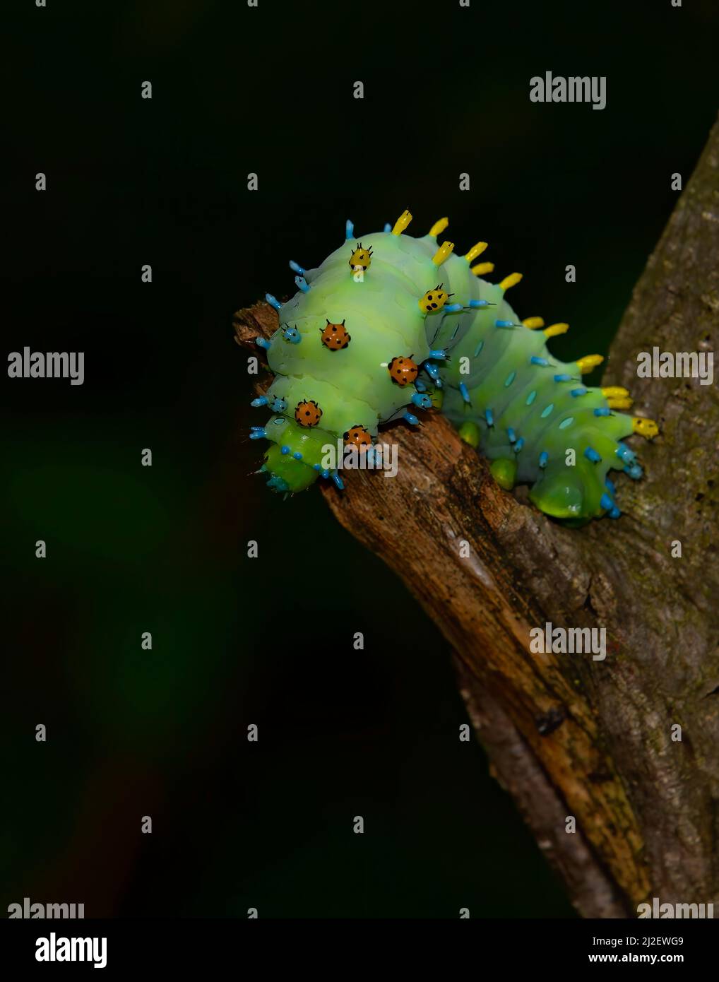 Hyalophora cecropia caterpillar su un ramo profondo nella foresta in Canada Foto Stock