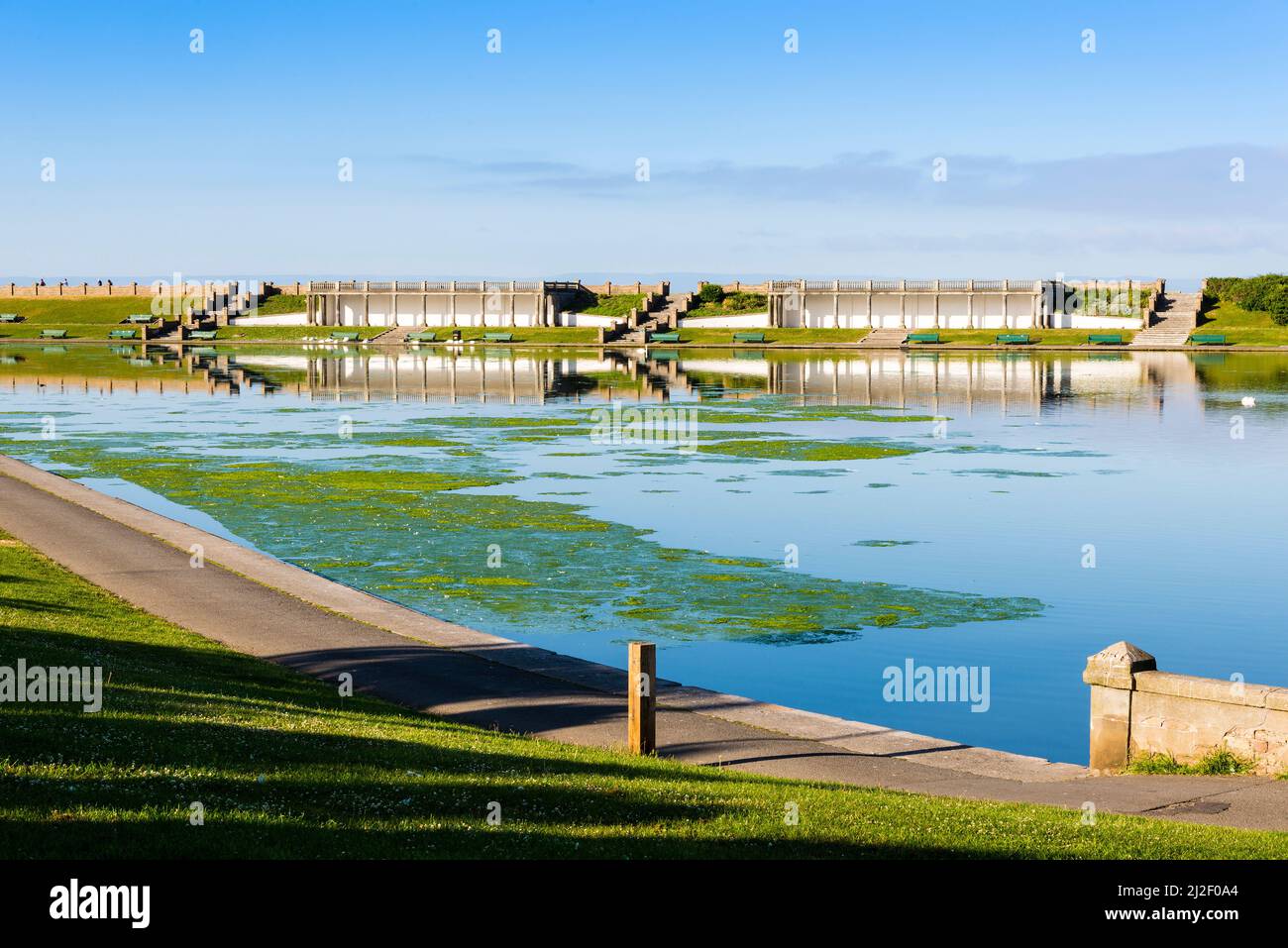 Spesso alghe verdi o laghetto erbaccia copre grandi aree di un lago ornamentale nei Knap Gardens, Barry, in una luminosa mattinata di sole. Foto Stock