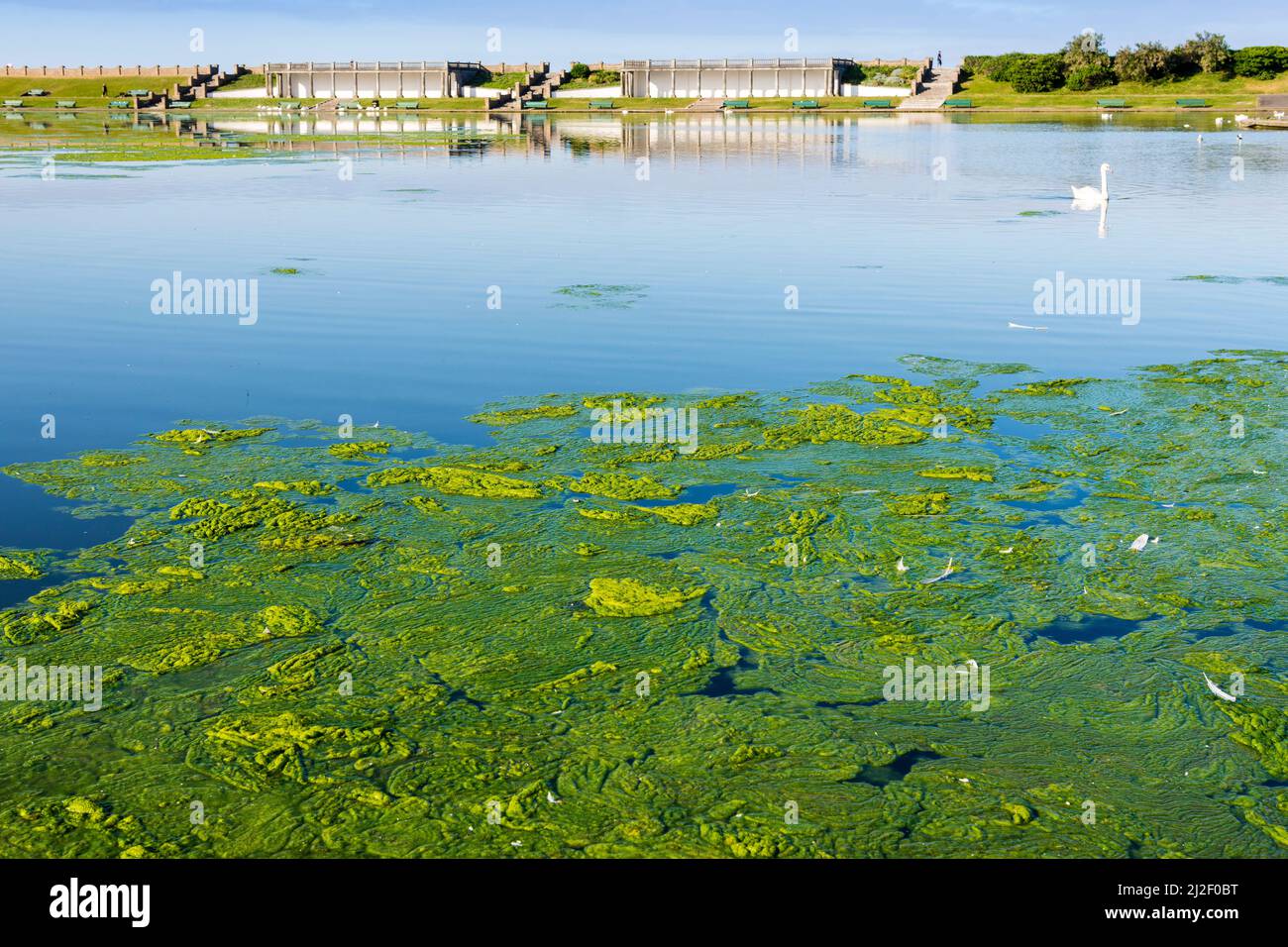 Spesso alghe verdi o laghetto erbaccia copre grandi aree di un lago ornamentale nei Knap Gardens, Barry, in una luminosa mattinata di sole. Foto Stock