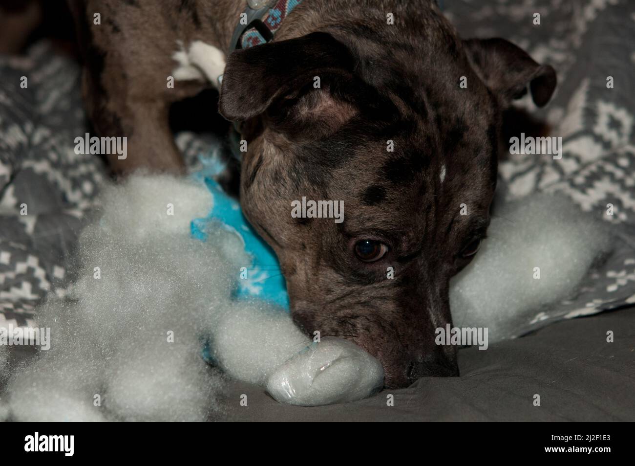 PET dog strappando il ripieno da un giocattolo per cani Foto Stock
