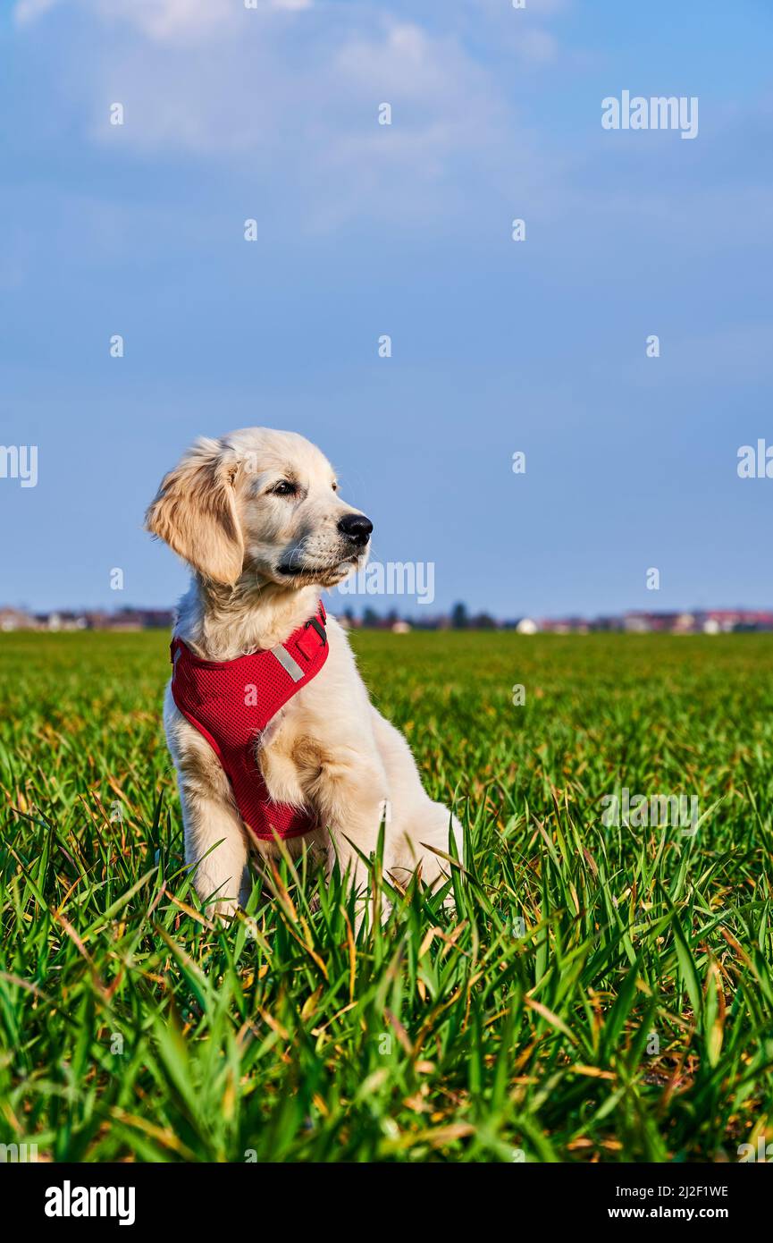 Attento e curioso cucciolo Golden Retriever su un prato al sole. Foto Stock