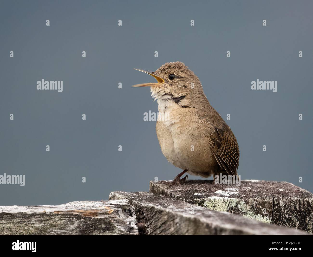 Cantando Casa Wren, Troglodytes aedon, a Panama Foto Stock