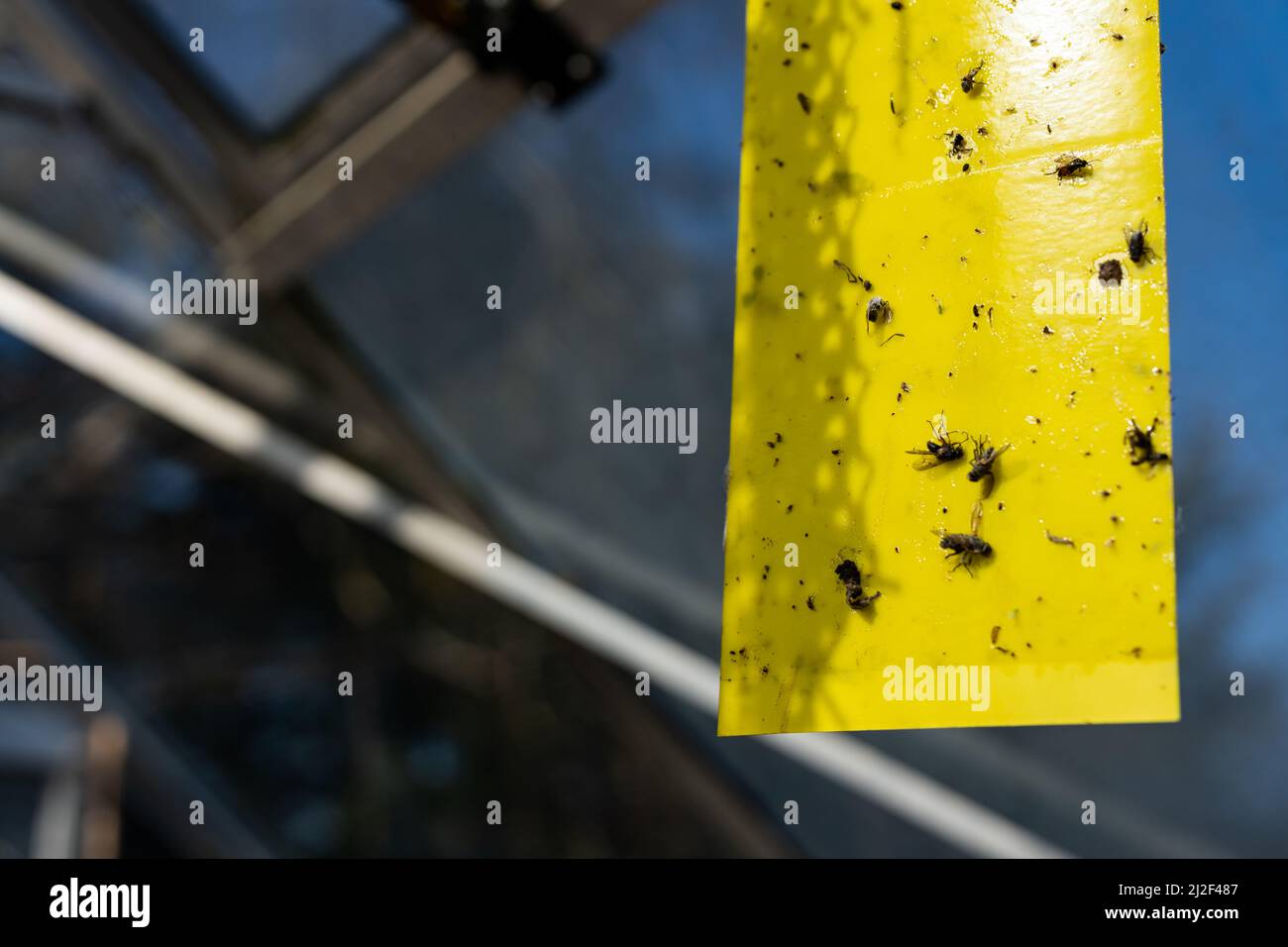 Le mosche morte si sono bloccate su un pezzo di flypaper appeso al tetto di una serra. Viene usato per proteggere le verdure che vengono coltivate a casa Foto Stock