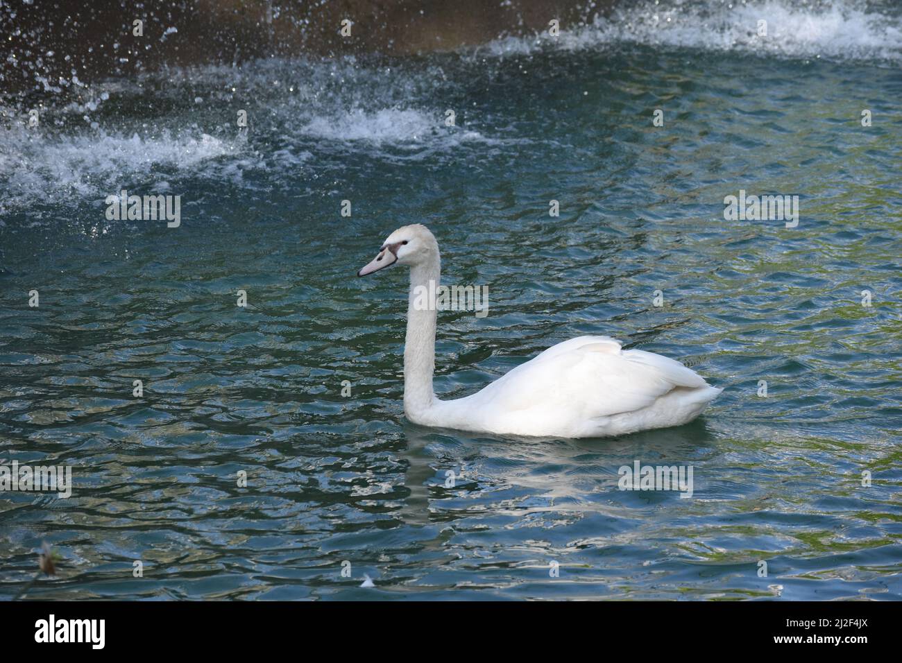 Un cigno bianco al Chandigarh Bird Park. Foto Stock