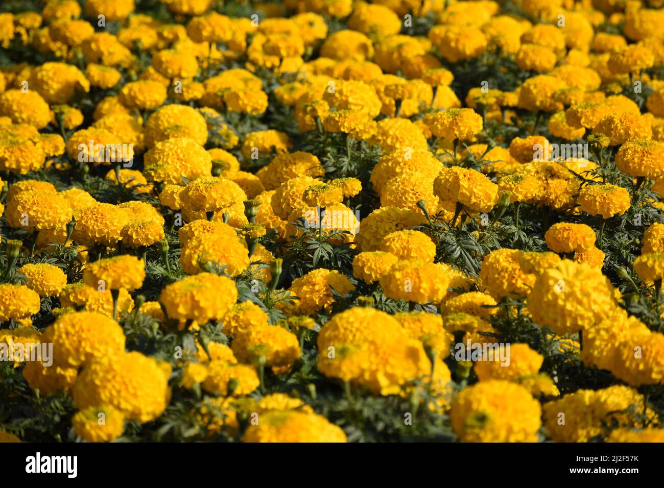 Un letto di fiori di marigolds gialli. Foto Stock