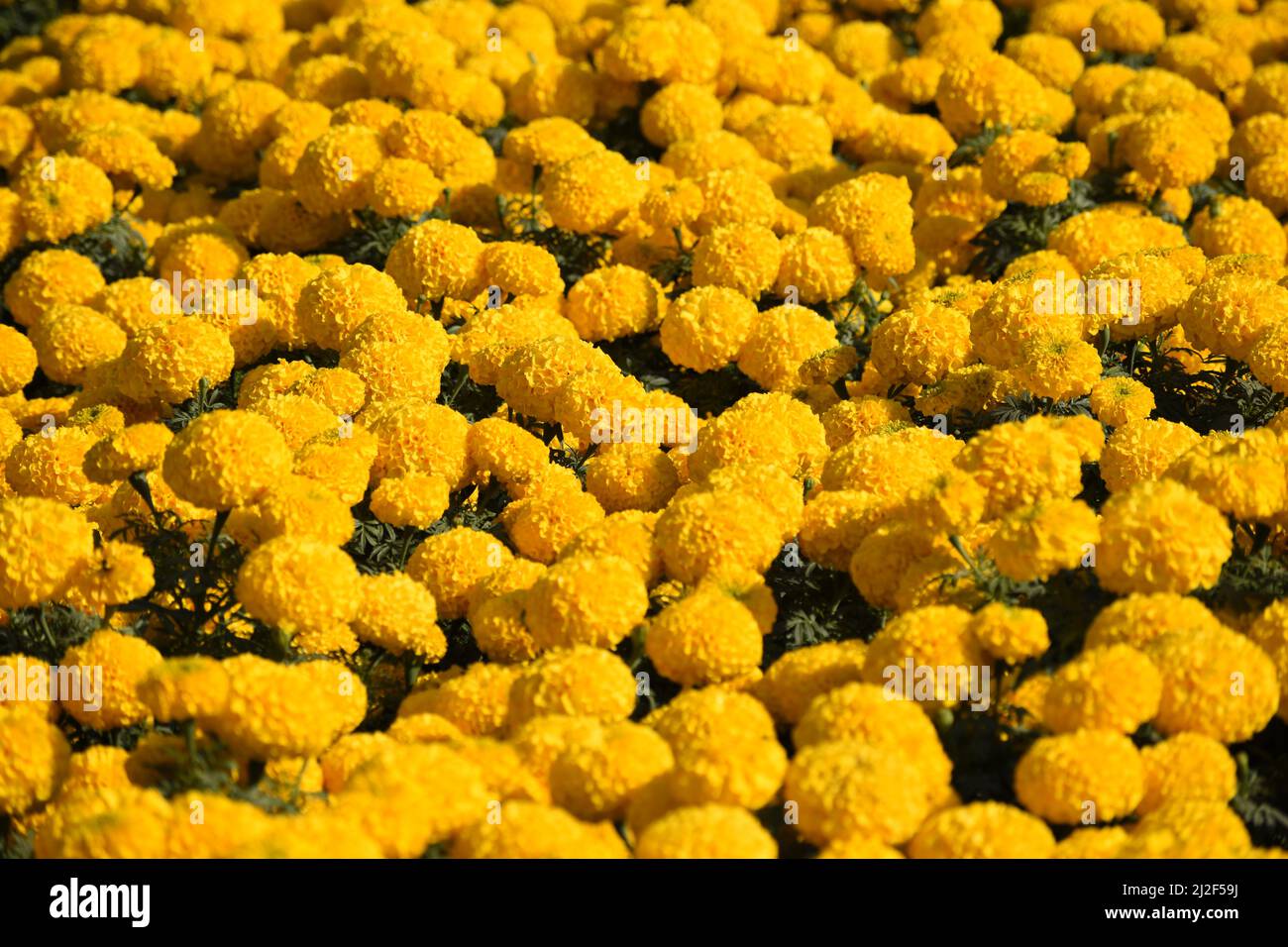 Un letto di fiori di marigolds gialli. Foto Stock