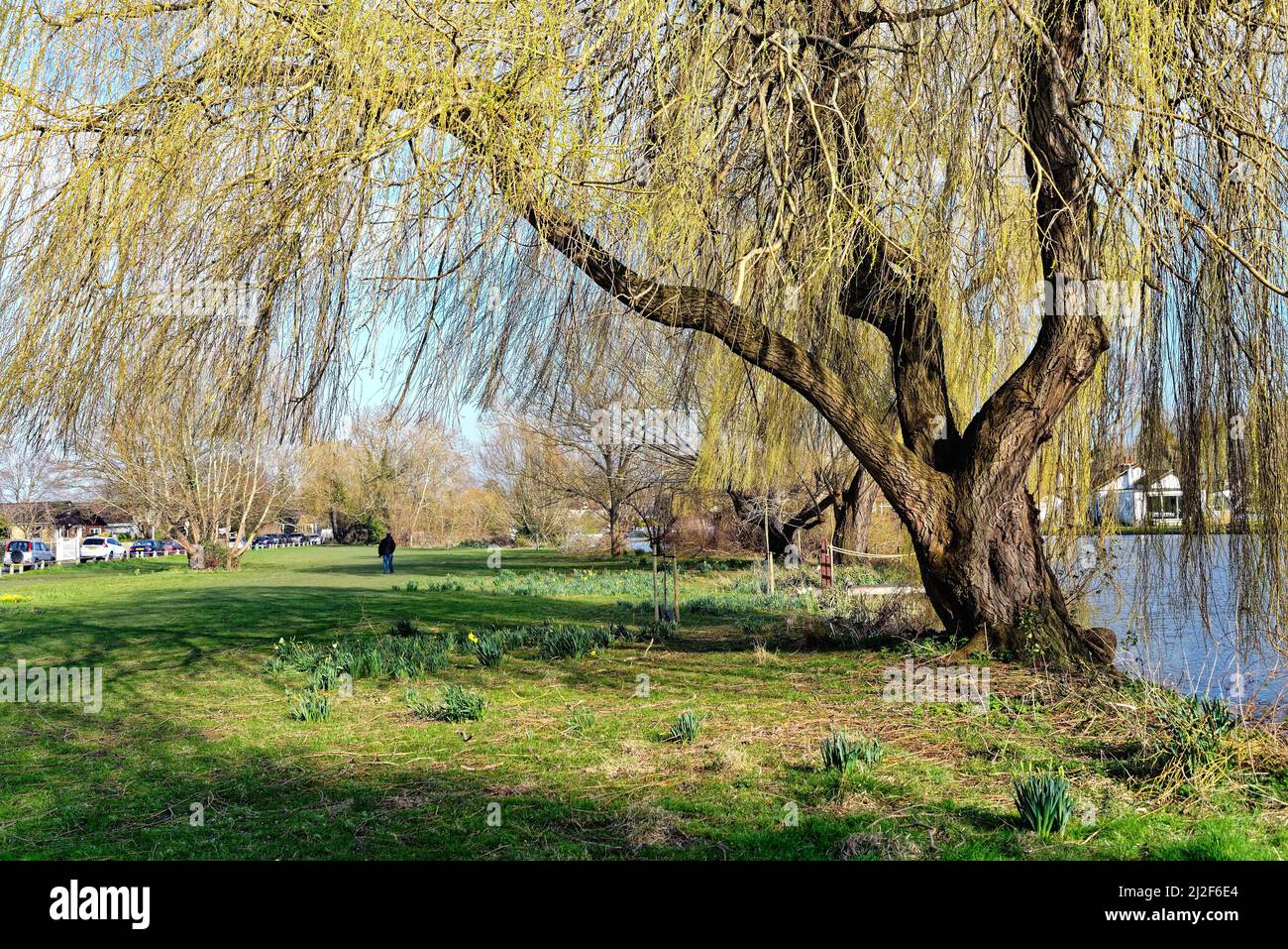 Piangendo gli alberi di Willow, Salix Chrysocoma che germogliano in foglia in una giornata di primavera soleggiata sul fiume Tamigi a Shepperton Surrey Inghilterra UK Foto Stock