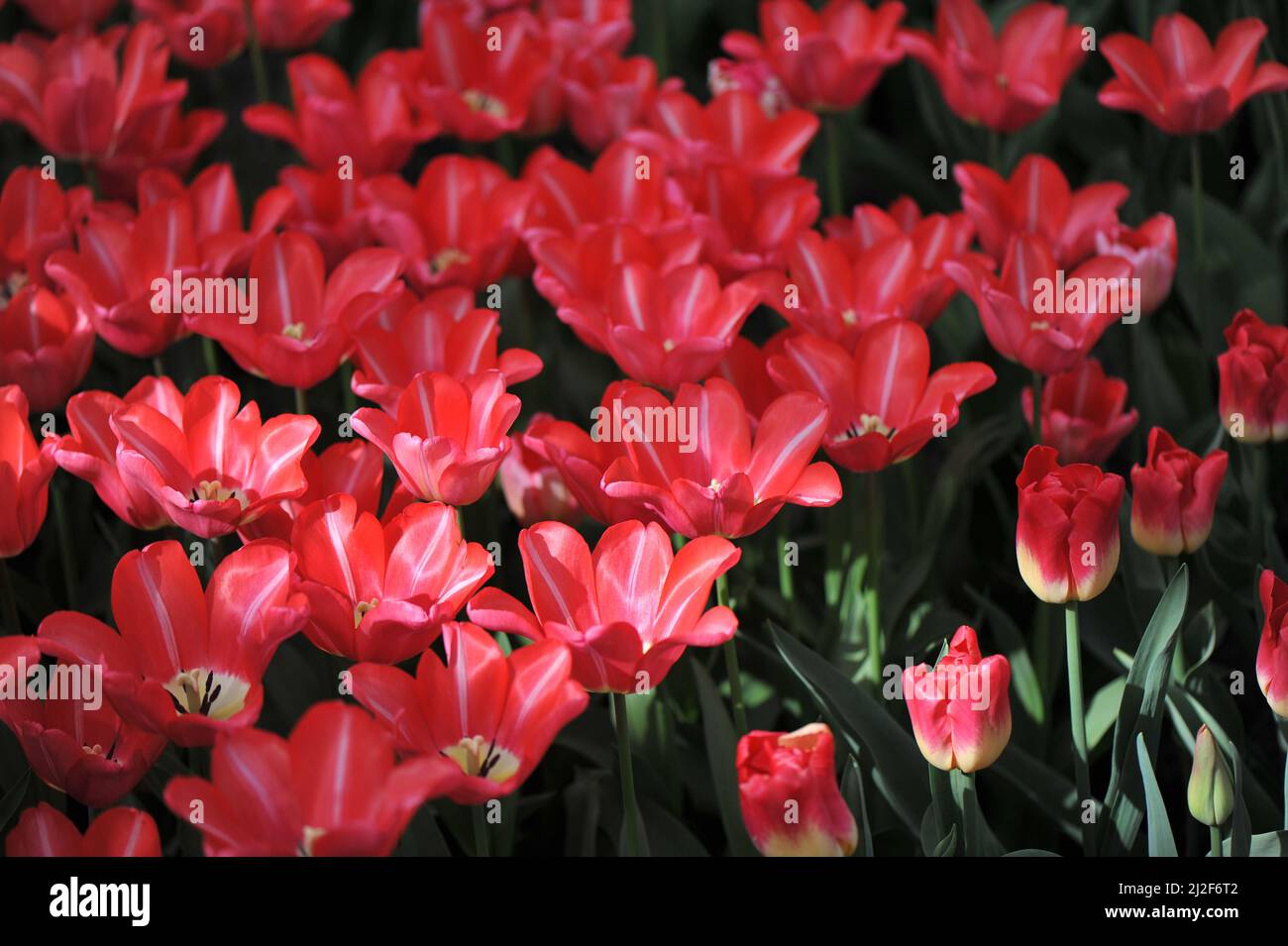 Tulipani triumfi rossi e bianchi (Tulipa) Bolray Prezzo fiore in un giardino nel mese di marzo Foto Stock