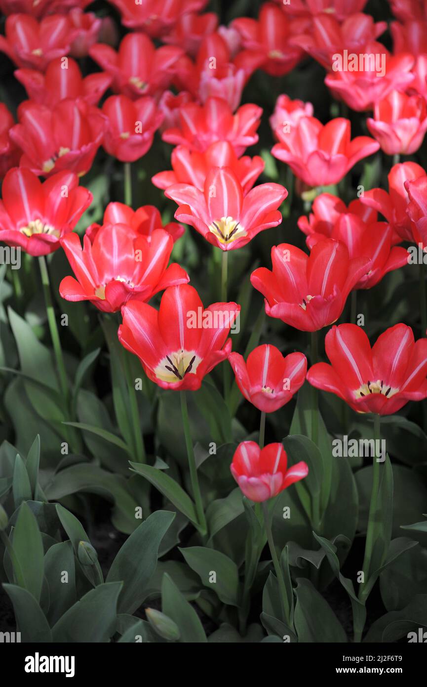 Tulipani triumfi rossi e bianchi (Tulipa) Bolray Prezzo fiore in un giardino nel mese di marzo Foto Stock