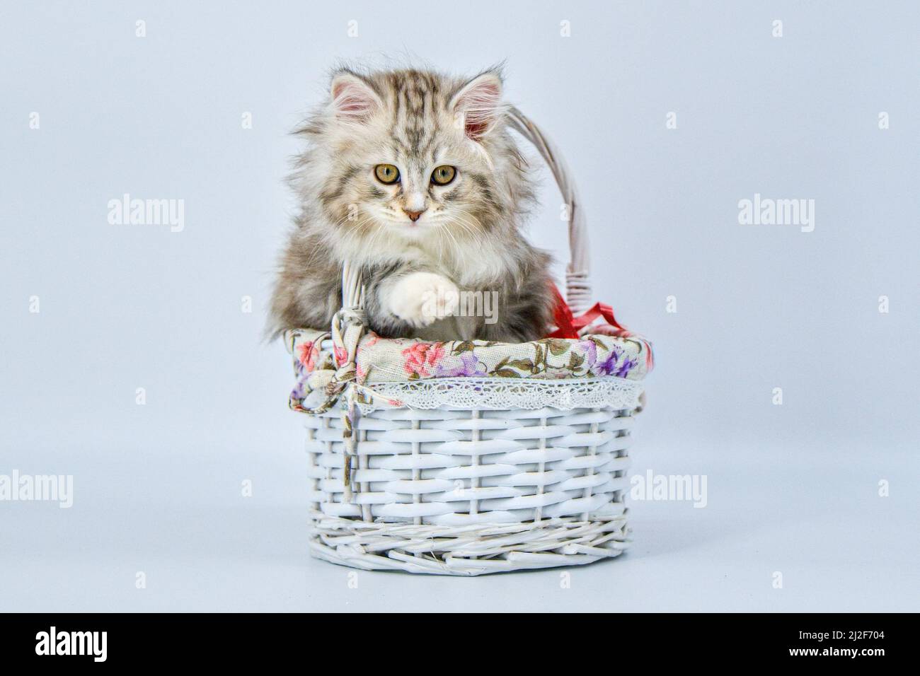 Gattino siberiano su sfondo colorato in un cestino regalo Foto stock - Alamy