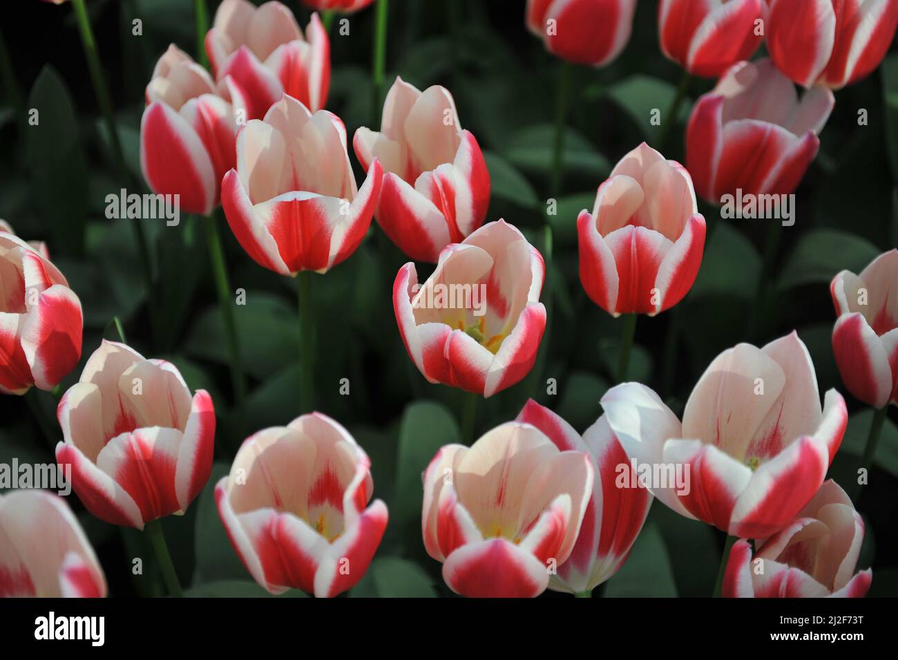 Rosso e bianco Darwin tulipani ibridi (Tulipa) Candy Apple Delight fiore in un giardino nel mese di marzo Foto Stock