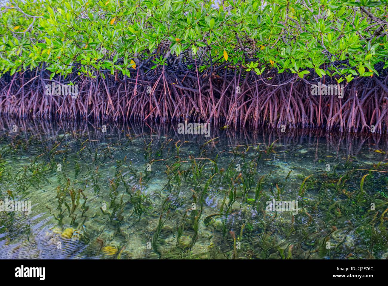 Togean è un'isola indonesiana del Golfo di Tomini, parte dell'arcipelago togeese. È amministrativamente parte della reggenza Tojo una-una del Centr Foto Stock