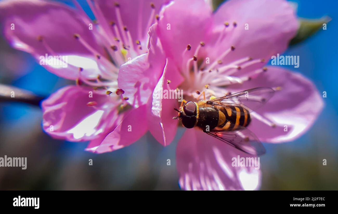 La gondola del hover-fly sulle mosche del hover del fiore rosa, anche chiamate mosche del fiore o mosche dello sciroppo, compongono la famiglia degli insetti Syrphidae Foto Stock