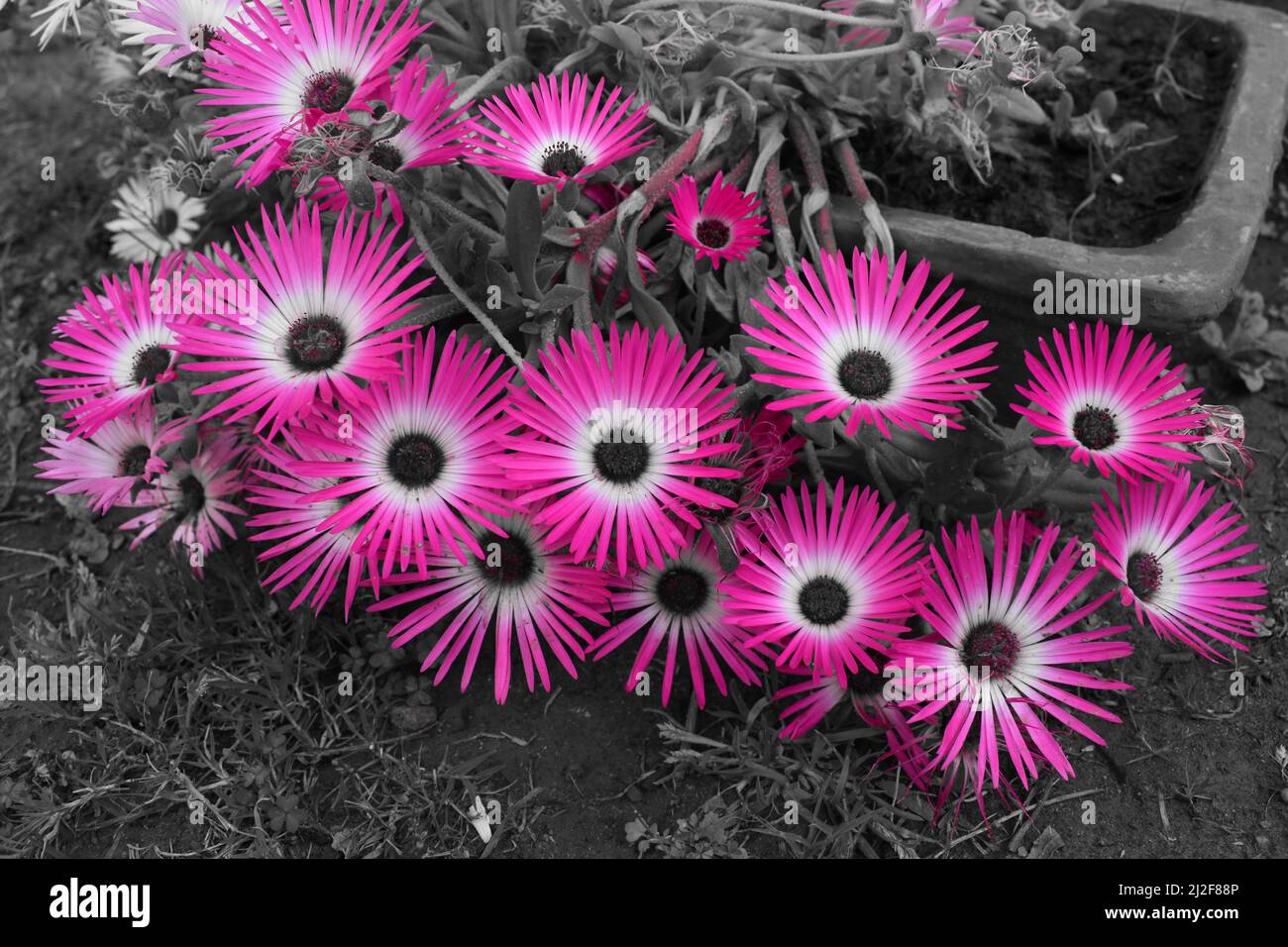 Primo piano di fiori rosa di piante di ghiaccio. Foto Stock