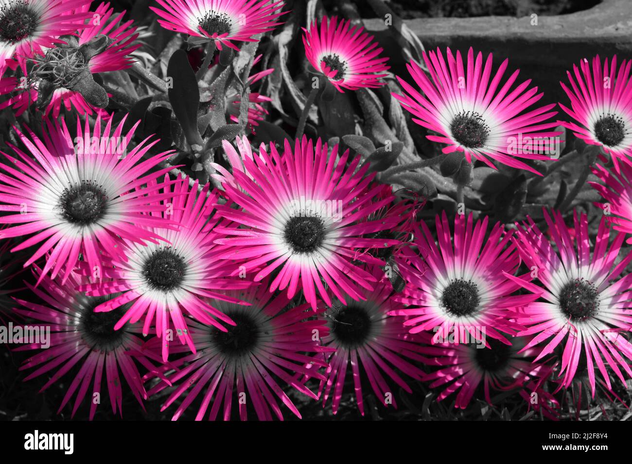 Primo piano di fiori rosa di piante di ghiaccio Foto Stock