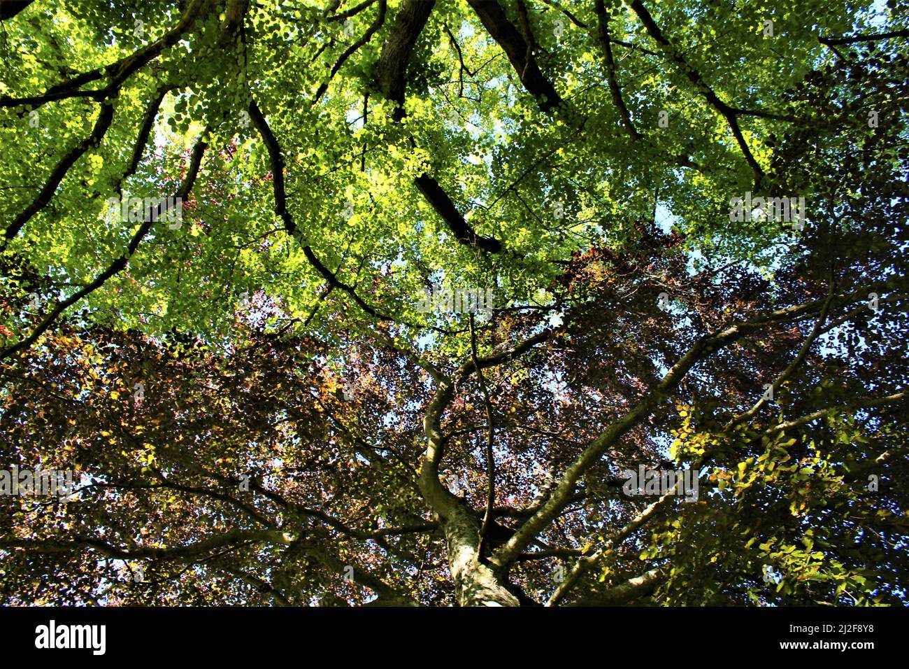 Le tettoie decidue verdi e rosse si incontrano. Sfondo natura o screensaver Foto Stock