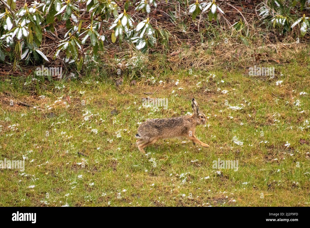 Conigli su una sorgente di prato Foto Stock