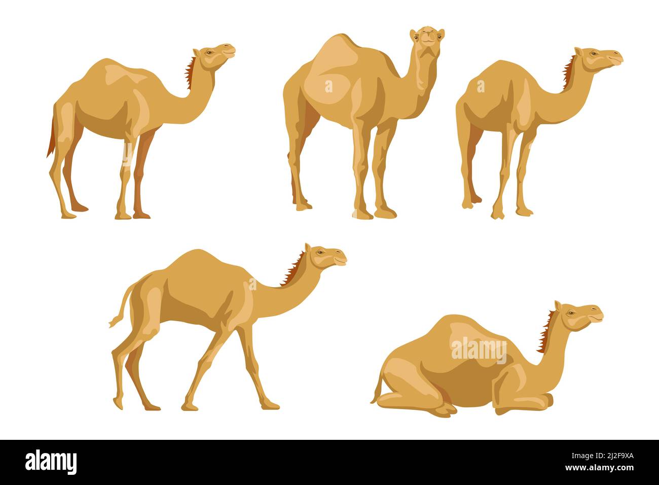 Set di illustrazioni a cammelli laterali. Collezione di cartoni animati di animali selvatici con gobbie, carovana di dromedario nel deserto isolato su sfondo bianco. Africa, Illustrazione Vettoriale