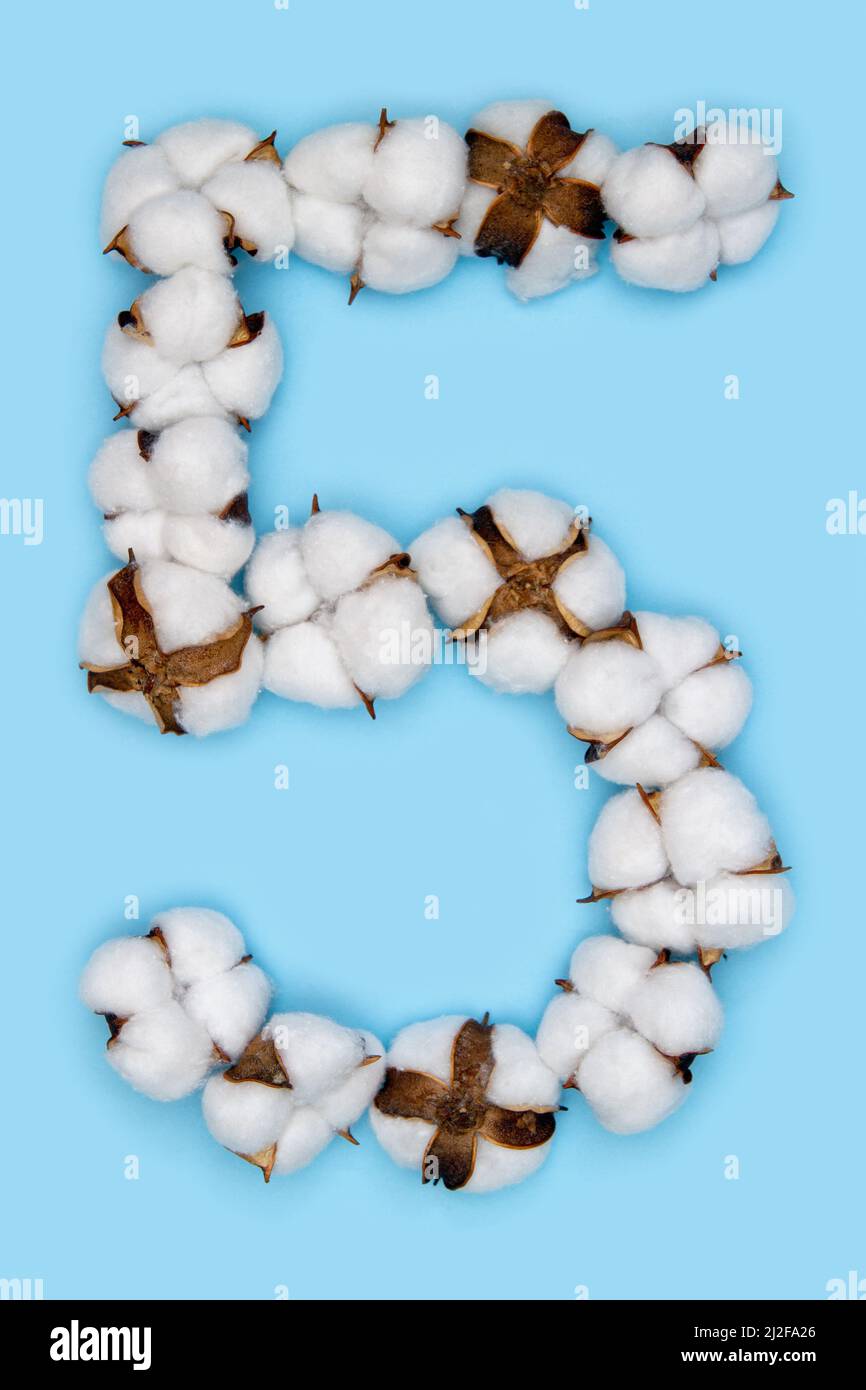 Numero 5 fatto di fiori di cotone e isolato su fondo blu massiccio. Concetto di numeri floreali. Un numero del set di caratteri in cotone facile da impilare. Foto Stock