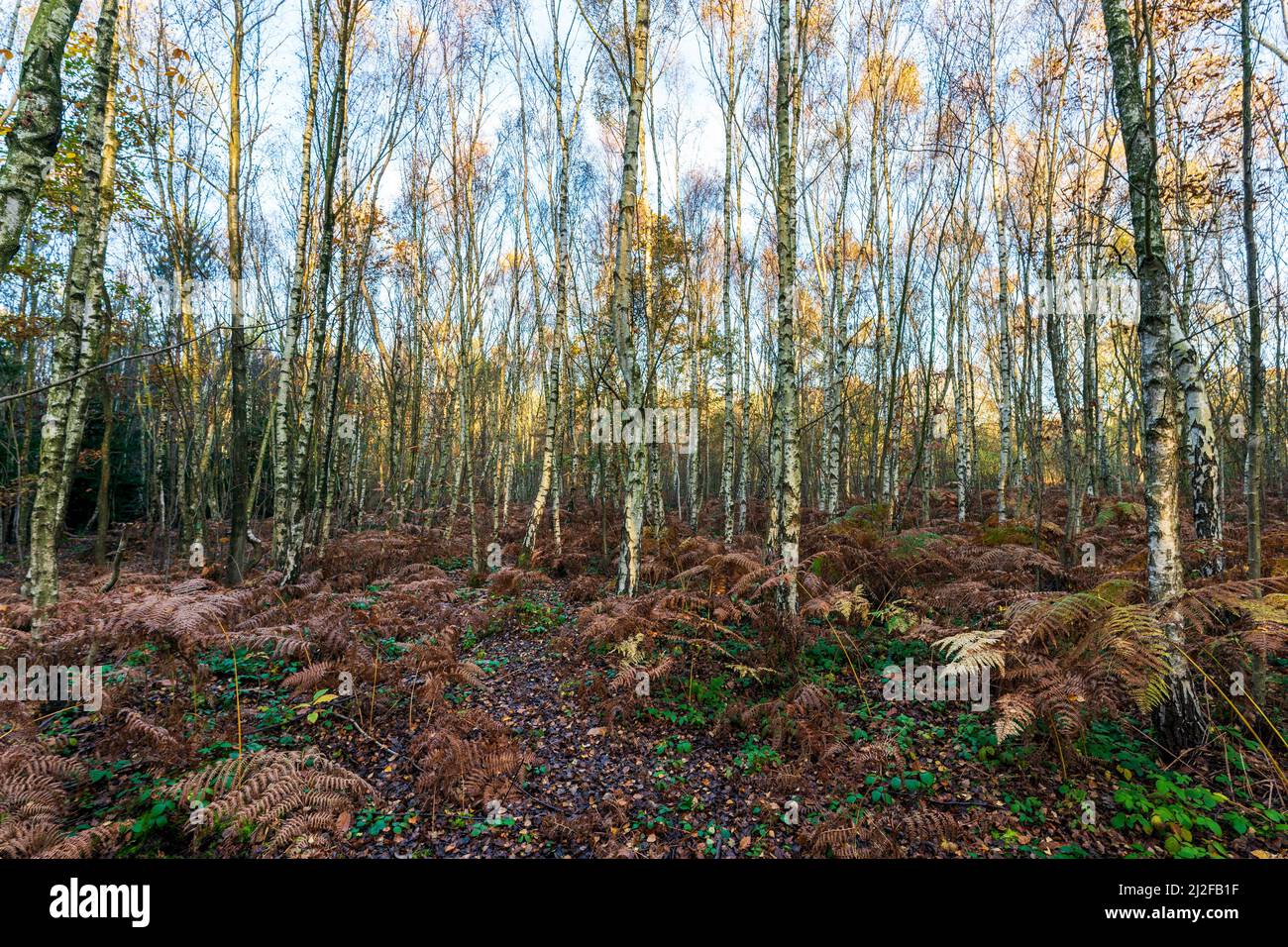 Vista a livello dell'occhio in una foresta di alberi di betulla d'argento in autunno con alcune foglie di terreno, ma soprattutto felci marroni. La luce del sole tocca alcuni degli alberi Foto Stock