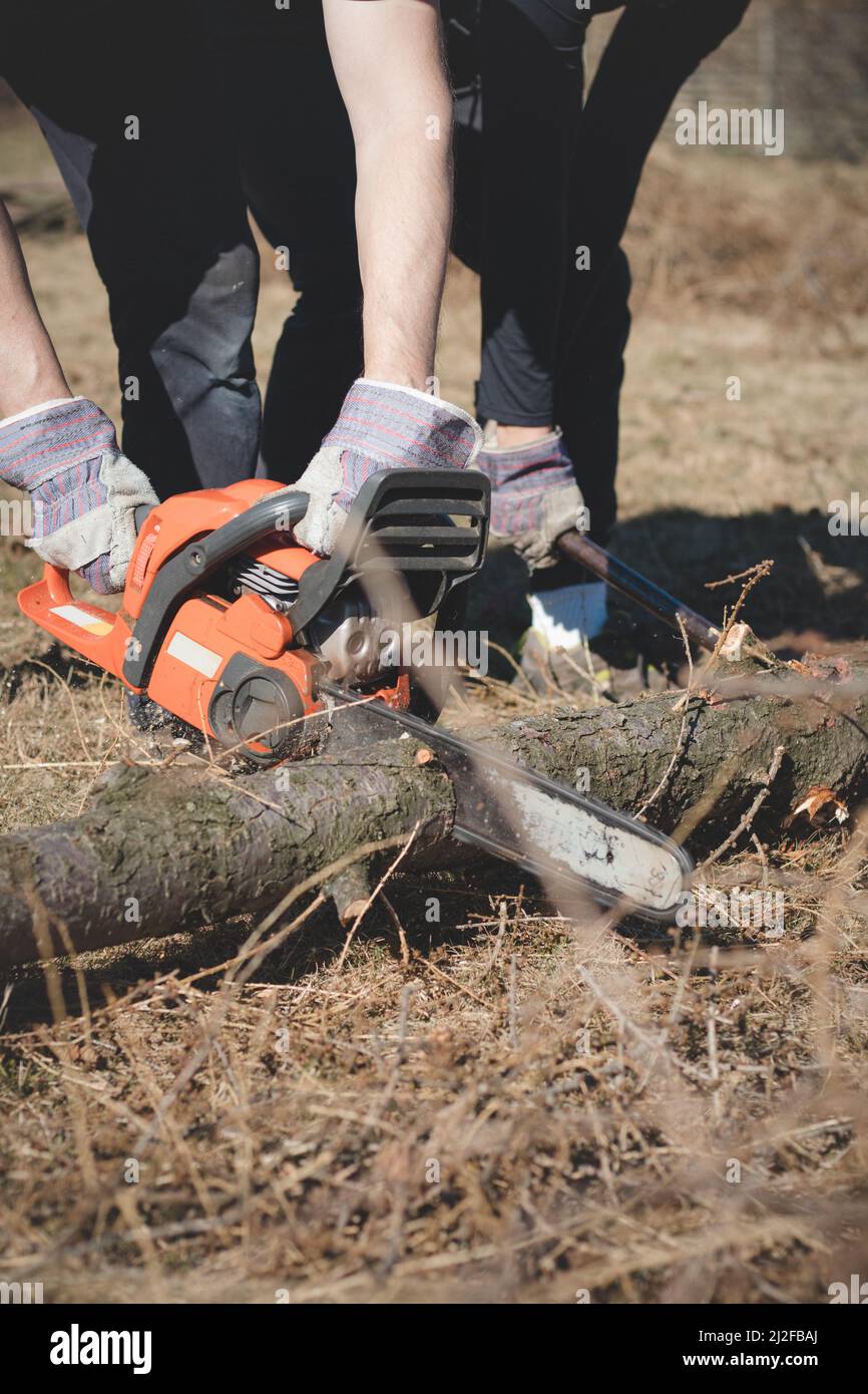 Il caposquadra in abiti da lavoro taglia un albero asciutto con una motosega per la lavorazione successiva. Taglio del legno nella foresta. Primo piano della motosega al lavoro. Segatura vola o Foto Stock