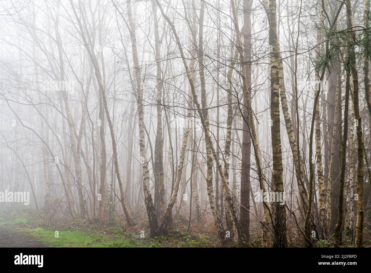 Sentiero forestale che conduce oltre gli alberi di betulla in primavera prima del ritorno delle foglie. Forte nebbia che dona all'immagine una sensazione di atmosfera. Foto Stock