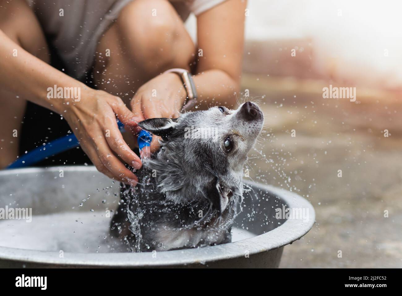 Donna cane proprietario che prende la doccia un cane Chihuahua in secchio a casa. Foto Stock