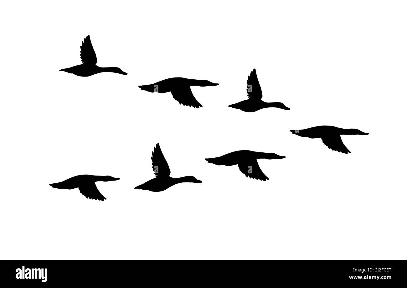 Flock vettoriale nero di silhouette di anatra volante isolato su sfondo bianco Illustrazione Vettoriale