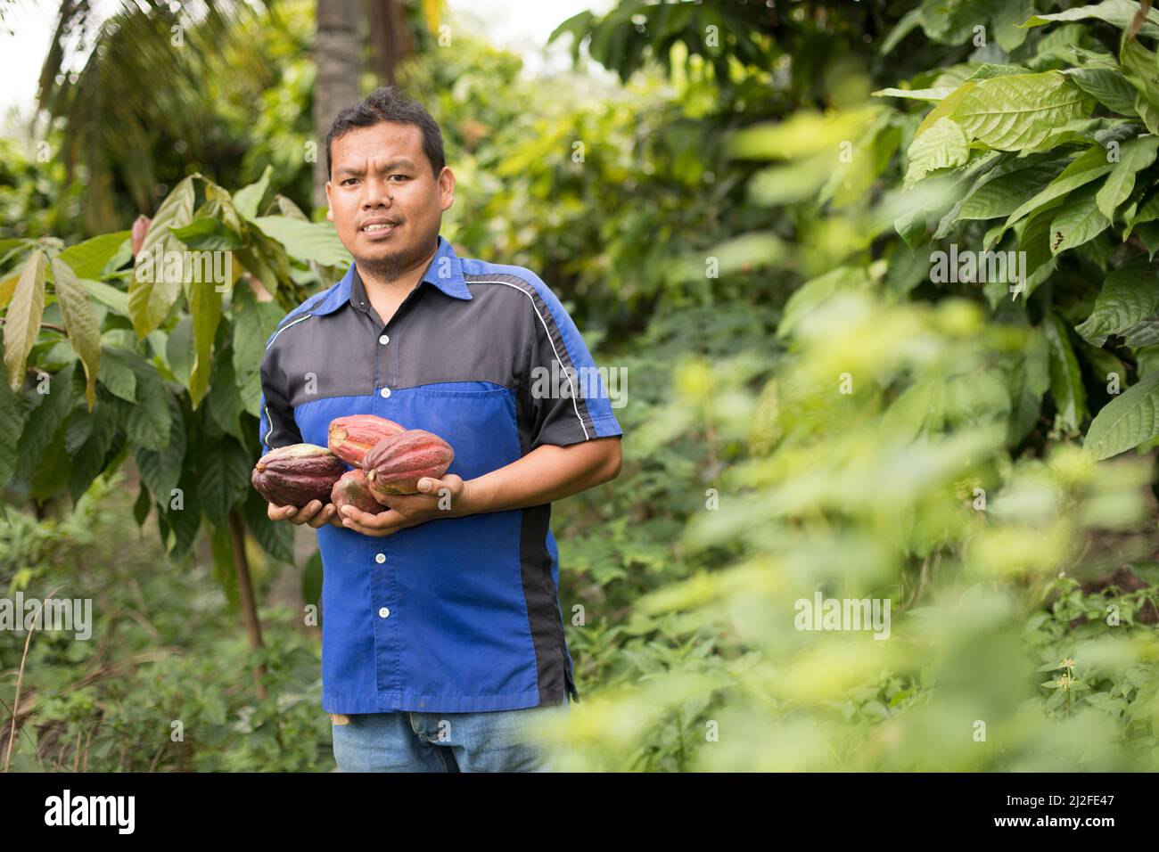 Il coltivatore di fagioli di cacao contiene baccelli di cocco appena raccolti a Mamuju Regency, Indonesia, Asia. Foto Stock