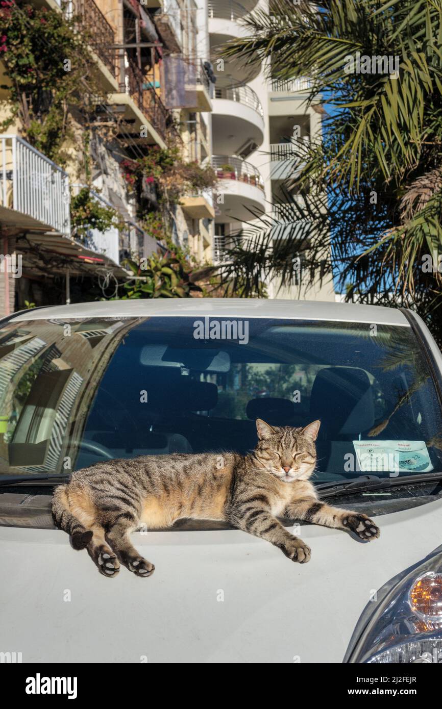 Un gatto che si sdraia sul cofano di un'auto, St Julians Bay, Malta Foto Stock